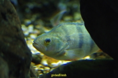 IMGP3879