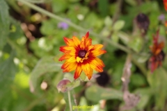 IMGP4183