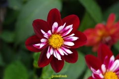 IMGP4419